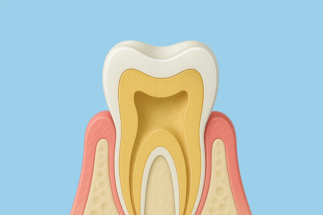 根管内の神経、血管を除去します。